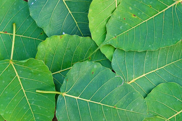 Sacred fig leaves texture background