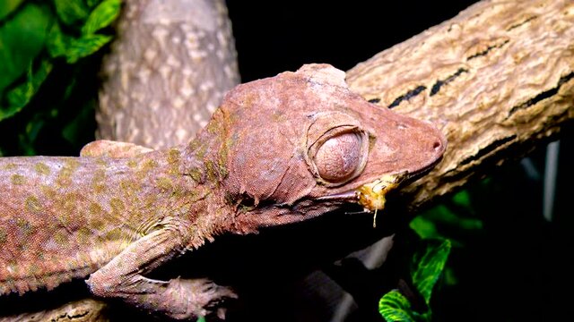 Henkel's leaf-tailed gecko (Uroplatus henkeli), lizard with camouflage color on a tree branch