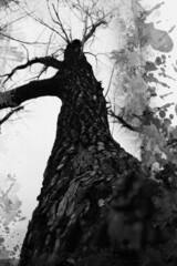 Dry oak tree against an overcast sky. Tall tree without leaves with cracked bark. Winter forest. Monochrome. View from below upwards. Digital watercolor painting