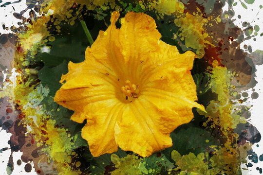 Yellow pumpkin flower close-up. A group of ants inside a blooming vegetable. Farmer's bed. Digital watercolor painting