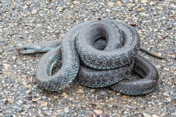 Aesculapian snake on the asphalt. A non-venomous snake on the road.