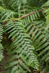 Closeup view of a forest green fern branch.