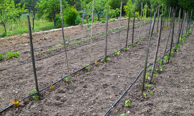 The beginning of life. Planting, cultivating, sustaining for you and your family. Simply back to...