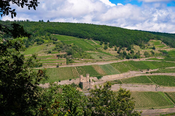 Fototapeta na wymiar Ehrenfels castle ruins on the Rhine hills background. Vineyards of the Rheingau wine region.