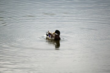 Wildente