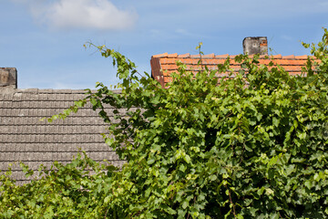 Lush vines against a background of rooftops and a blue sky with clouds.