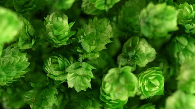 Super Slow Motion Detail Shot of Fresh Green Hops Flying Towards Camera at 1000 fps.