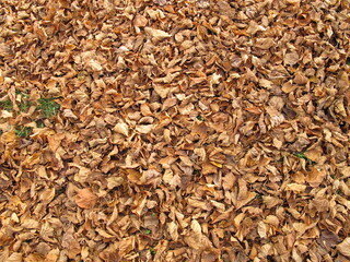 Soil ground covered with lime leaves in late autumn