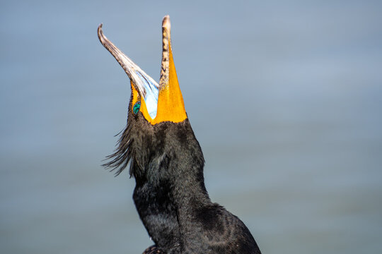 Close up of double-crested cormorant (phalacrocorax auritus) with its beak open.