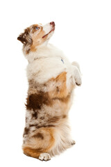 Australian Shepherd - beautiful dog on a white background