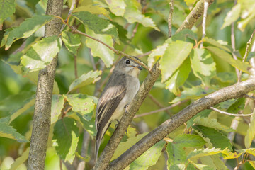 小枝に隠れるコサメビタキ
