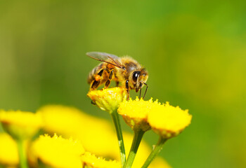 Bee collects nectar and pollen on a yellow flower. Apis mellifera. Insect close up.
