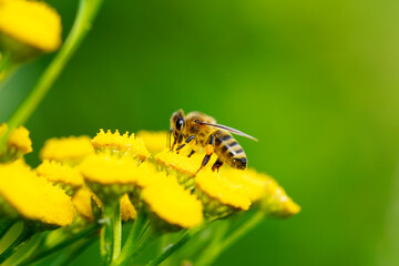 Bee collects nectar and pollen on a yellow flower. Apis mellifera. Insect close up.