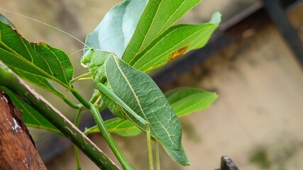 grasshopper on a leaf