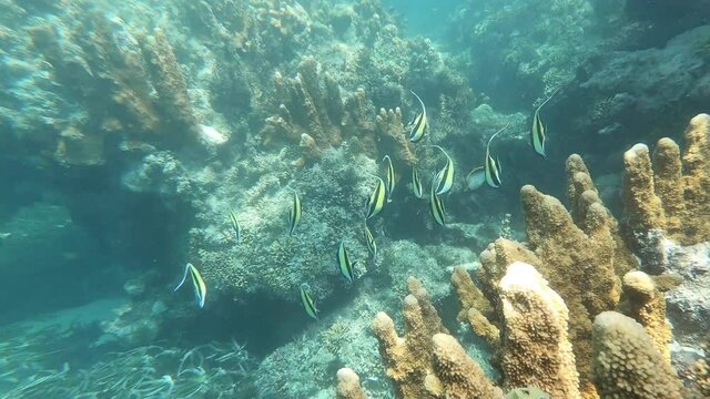 Nurkowanie w ławicy tropikalnych ryb