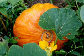 dynia pumpkin natural plants autumn spring colorful natur wild beautiful piękny świat