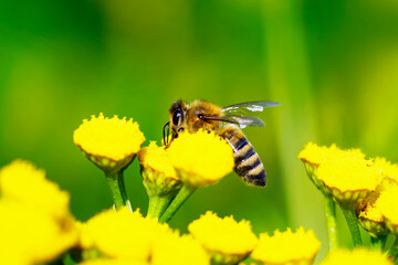 Bee collects nectar and pollen on a yellow flower. Apis mellifera. Insect close up.