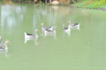 swimming ducks, duck or ducks