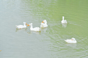 swimming ducks, duck or ducks