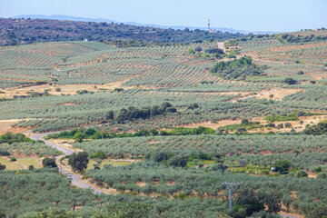 Local road CC-13.6 crossing Aceituna olive tree fields, Extremadura, Spain