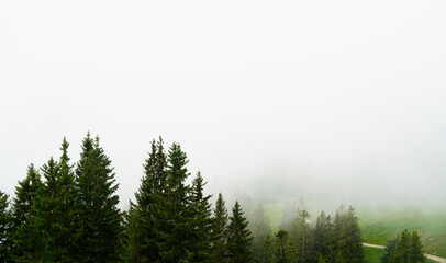 View of conifers from the Breitenberg near Pfronten. Nature in the Allgäu, Bavaria, on a foggy overcast day.
