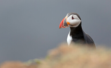 The atlantic puffin lives on the ocean and comes for nesting and breeding to the shore. They are seen in big numbers on Iceland