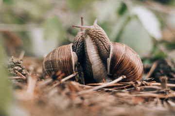 Couple of grape snails on blurred background in summer forest
