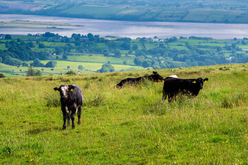 Cows grazing fresh green grass in a meadow. Rural landscape. County Sligo, Ireland. Farming industry.