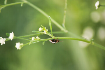 Beautiful things don't ask for attention