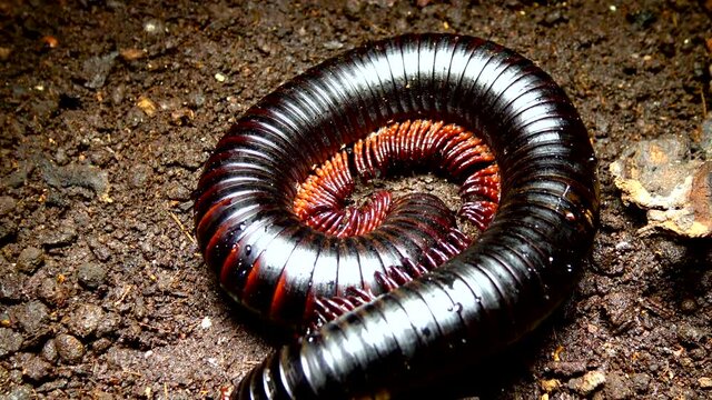 The giant African millipede (Archispirostreptus gigas), is one of the largest millipedes