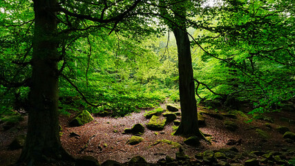 Bright sunlight cutting through woodland