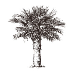 Palm tree on white background. Hand drawn sketch vector illustration