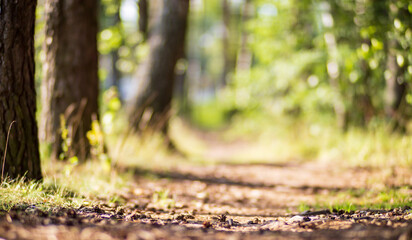 Forest path close-up with cones and roots. Low point of view in nature landscape. Blurred nature background copy space. Park low focus depth. Ecology environment.