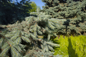 Blue spruce or Picea pungens branches with needles in a natural park as a background