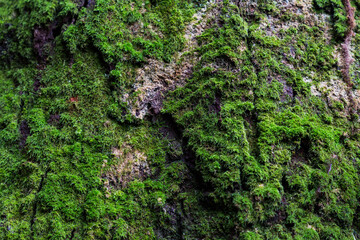 Green moss on the stone with nature light.