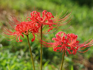 河辺に咲く彼岸花