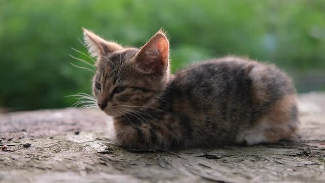 little kitten sits and lie down watching around outdoor on a green natural sunlit background .Beautiful small tabby baby cat. High quality 4k footage