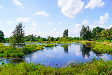 Diepholzer Moor nature reserve near Diepholz. Landscape in a raised bog.