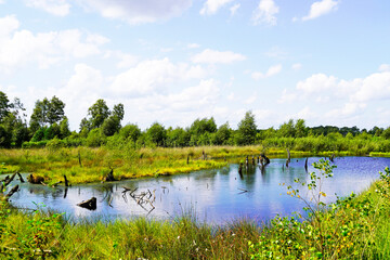 Fototapeta na wymiar Diepholzer Moor nature reserve near Diepholz. Landscape in a raised bog.