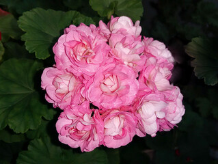 Rosebud pelargonium Australian pink or Swanland Pink pink double petal flowers