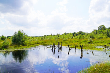 Diepholzer Moor nature reserve near Diepholz. Landscape in a raised bog.