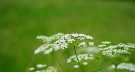 Bonn Germany June 2021 Meadow chervil against a green background in natural sunlight and beautiful weather