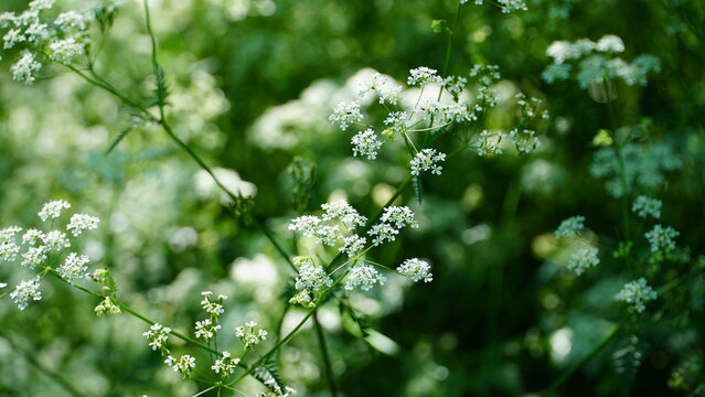 Bonn Germany June 2021 Meadow chervil against a green background in natural sunlight and beautiful weather