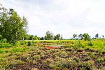 Diepholzer Moor nature reserve near Diepholz. Landscape in a raised bog.