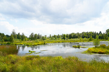 Diepholzer Moor nature reserve near Diepholz. Landscape in a raised bog.