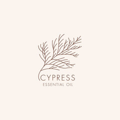 Vector linear botanical icon and symbol - cypress. Design logo for essential oil cypress. Natural cosmetic product.