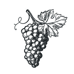Grapes monochrome sketch. Hand drawn grape bunches isolated on white background. Vector vintage engraved illustration.