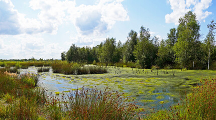 Diepholzer Moor nature reserve near Diepholz. Landscape in a raised bog.