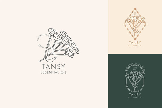 Vector linear set of botanical icons and symbols - tansy. Design logos for essential oil tansy. Natural cosmetic product.