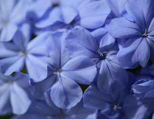Flowering blue Plumbago auriculata, cape leadwort natural macro floral background